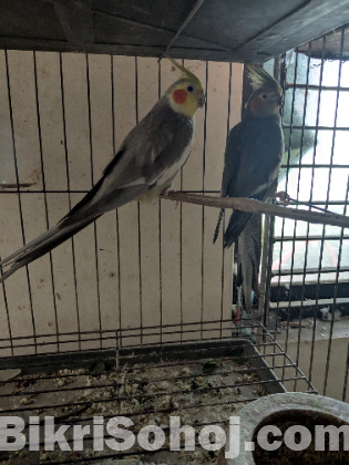 কোকাটেল জোড়া